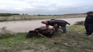 Sulama barajına düşen at kurtarıldı