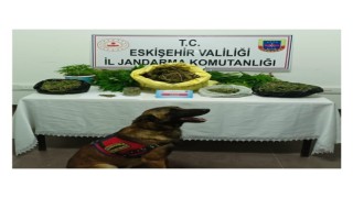 Şüpheli şahsın evinde 223 kök kenevir ve 1 kilo 895 gram kubar esrar ele geçirildi