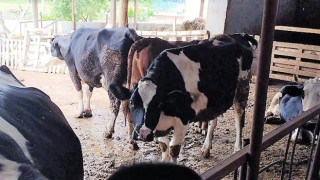 Süt üreticileri artan maliyetler karşısında yem desteği talep etti