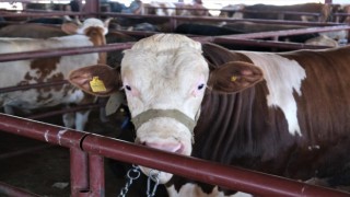 ‘Tarım Cebimde uygulaması ile kurbanlıkların bütün bilgilerine ulaşılıyor