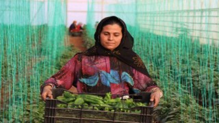 Tarım-GFE yıllık yüzde 40,20 arttı