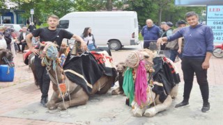 Tavşanlıda develere ilgi