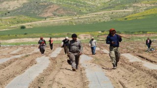 Terörün yerini huzura bıraktığı Şırnak arazileri tarımla canlanıyor