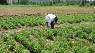 Tokatta anason üretimi için araştırma yapılıyor