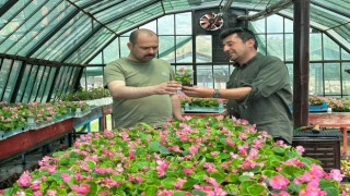 Tosya Belediyesi, ilçede 10 bin kök süs bitkisi dikecek