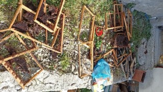 Trabzonun o ilçesinde ayı kabusu sürüyor
