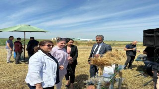 Tritikale Tanıtım ve Tarla Gününde hasat yapıldı