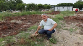 Turgutluda çam ağaçlarının kesilmesine tepki