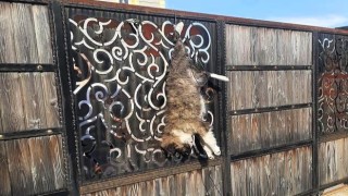 Turgutluda sokak köpeğini çiftlik evinin kapısına astılar
