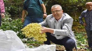 Türkiyenin en büyük ıhlamur ormanlarında hasat gün sayıyor