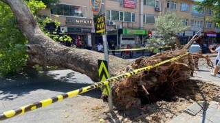 Üsküdarda asırlık çınar ağacının caddeye devrilmesi kameraya yansıdı
