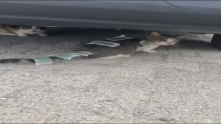 Üsküdarda vücuduna ağda bantları yapıştırılan kedi şaşkına çevirdi