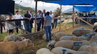 Vali Gürel, kurbanlık pazarını gezdi