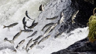 Van Gölündeki av yasağında 55 ton inci kefali ele geçirildi