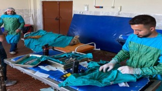 Vanda aracın çarptığı ayı tedaviye alındı