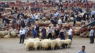 Vanda kurbanlık hayvanlar görücüye çıktı