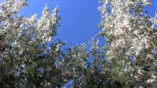 Vanda polen yoğunluğu: Alerjik hastalığı olanlara uyarı