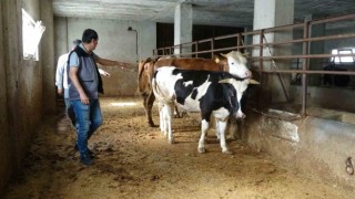 Veteriner hekim uyardı, kurbanlık alırken nelere dikkat edilmeli