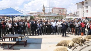 Yağışlara sevinen çiftçiler şükür kurbanı kesti