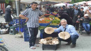 Yağmur yağışları sonrası mantar bereketi