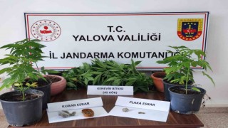 Yalovada evinde kenevir yetiştiren zanlı gözaltına alındı