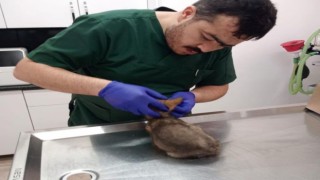 Yaralı bulanan yavru tilki tedavi altına alındı