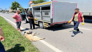Yaralı köpek için seferber oldular