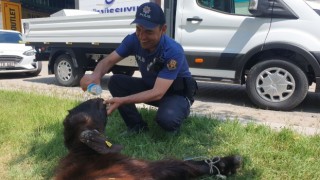 Yaralı kurbanlığa polis şefkati