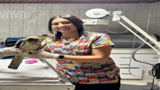 Yaralı yavru kızıl şahin tedavi altına alındı