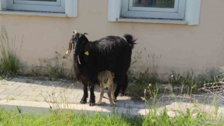 Yavru yaban keçisi emin ellerde