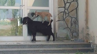 Yavru yaban keçisi süt annesine alıştı