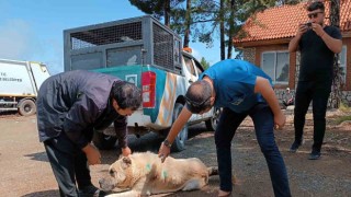 Yaylalardaki yaralı sokak hayvanlarına tedavi