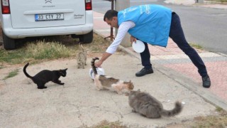 Yenişehirde sokak hayvanları yalnız değil