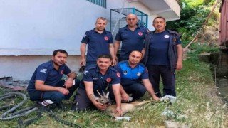 Yerleşim yerine inen yaralı dağ ceylanı tedavisi sonrası doğaya salındı