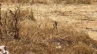 Yılanların dansını izleyen çiftçi o anları kaydetti