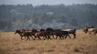 Yılkı atlarının Torosların yeşil çayırlarında görsel şöleni