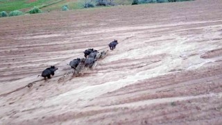 Yozgatta domuz sürüsü dron ile görüntülendi