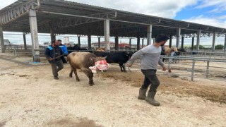 Yozgatta hayvan pazarları kurulmaya başladı