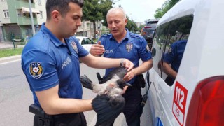 Yuvadan düşen karga yavrusu zincirleme kazaya sebep oldu