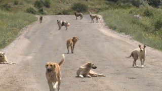 Yüzlerce başıboş köpek açlıktan birbirlerini yemeye başladı