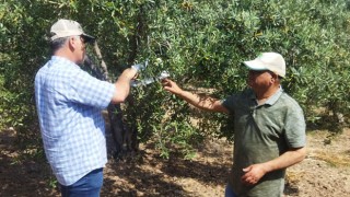 Zeytin sineğiyle mücadele devam ediyor
