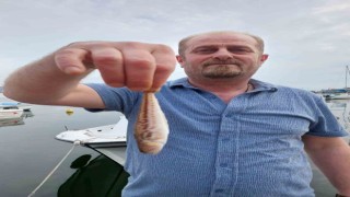 Zonguldaklı balıkçıların ağına zehirli trakonya takıldı
