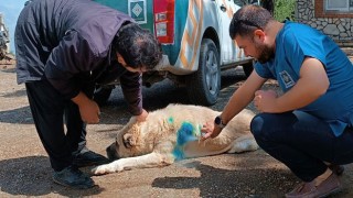 Zorkun Yaylasındaki Sokak Hayvanlarına Besleme ve Tedavi Yapıldı