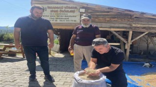 12 bin yıldır genetiği değişmeyen siyez mercek altına alındı