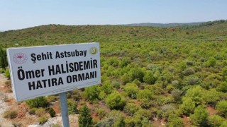 15 Temmuz Şehitleri ve Demokrasi Hatıra Ormanlarında bugüne kadar 300 bin fidan toprakla buluşturuldu