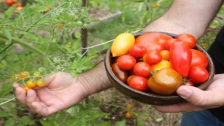 151 yıllık ata tohumları ile 82 çeşit domates üretiyorlar