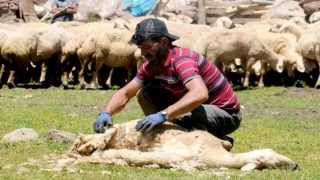 2 bin 220 rakımlı yaylada koyun kırkma mesaisi başladı