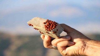 2 bin 260 rakımda uğur böceklerinin görsel şöleni başladı