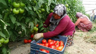 2 bin 500 nüfuslu köy, hasada yetişemeyince komşu köylerden tarım işçisi kiralanıyor