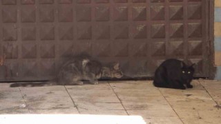 3 gündür mahsur kalan kedi kurtarılmayı bekliyor: Annesi garaj kapısında nöbet tutuyor